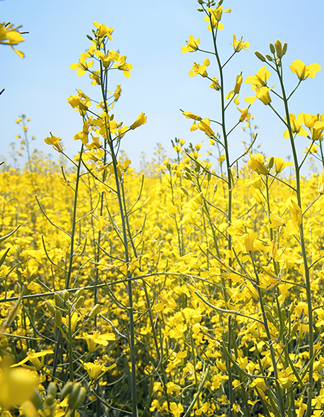 canola field