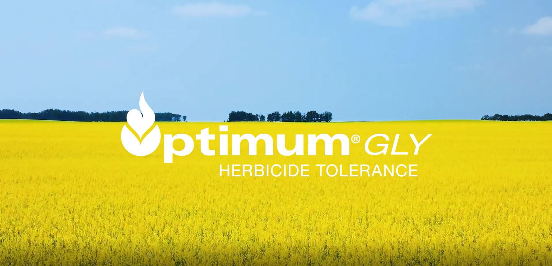 Optimum gly video V2